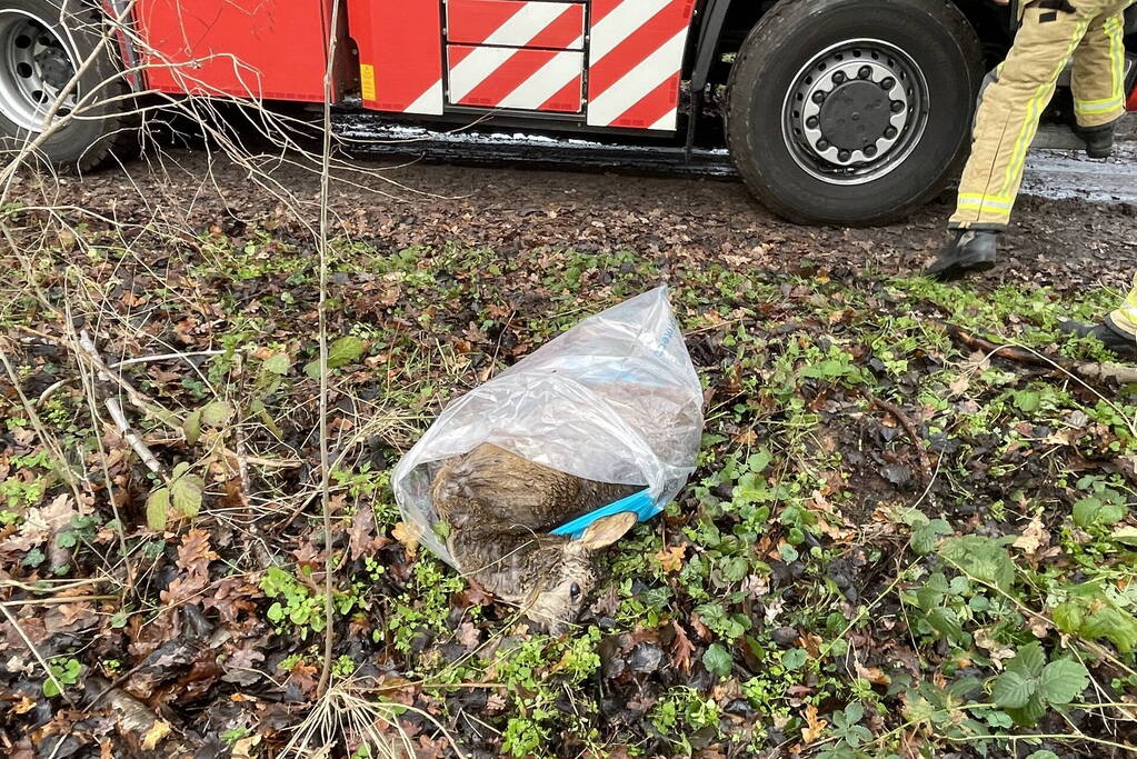 Reddingsactie komt te laat voor hert