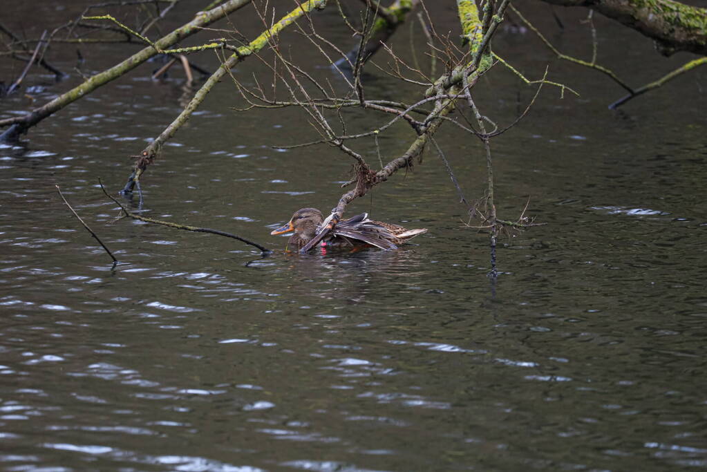 Brandweer redt gewonde eend
