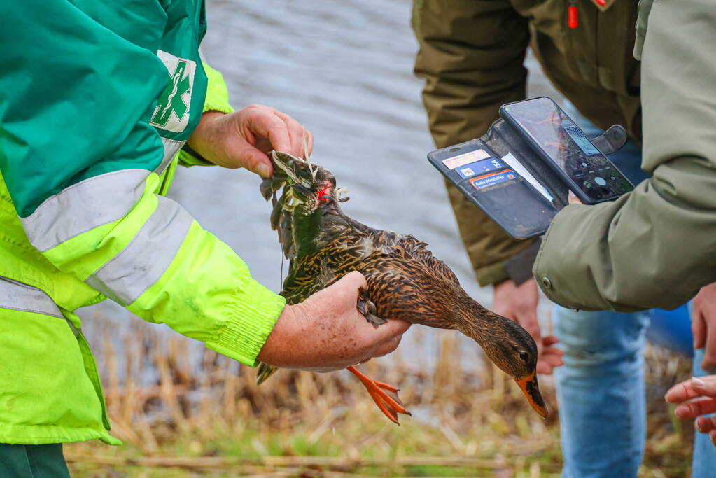 Brandweer redt gewonde eend