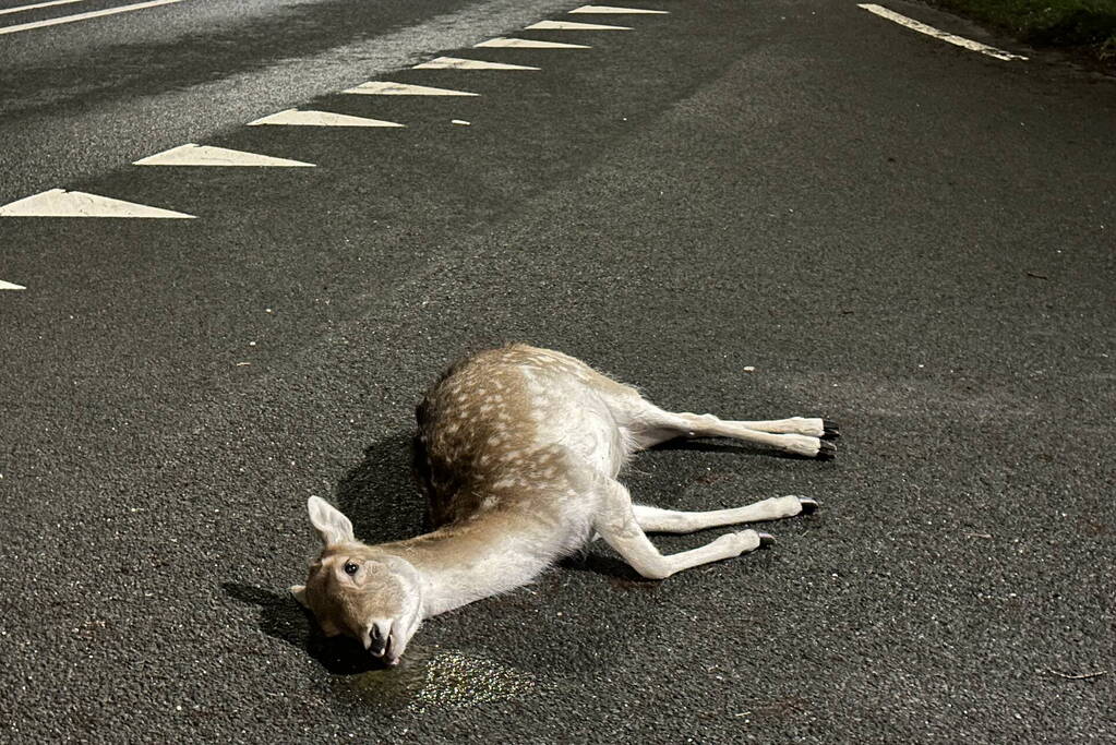 Twee hertjes overleden na aanrijding