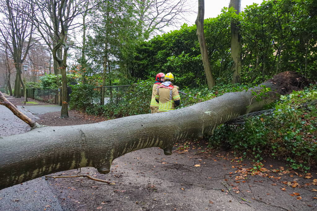 Omgewaaide boom verspert weg