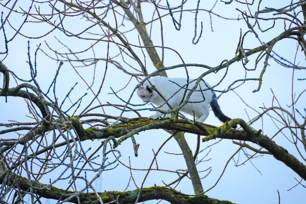 Brandweerman haalt kat uit boom