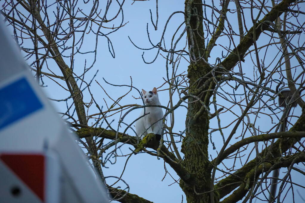 Brandweerman haalt kat uit boom