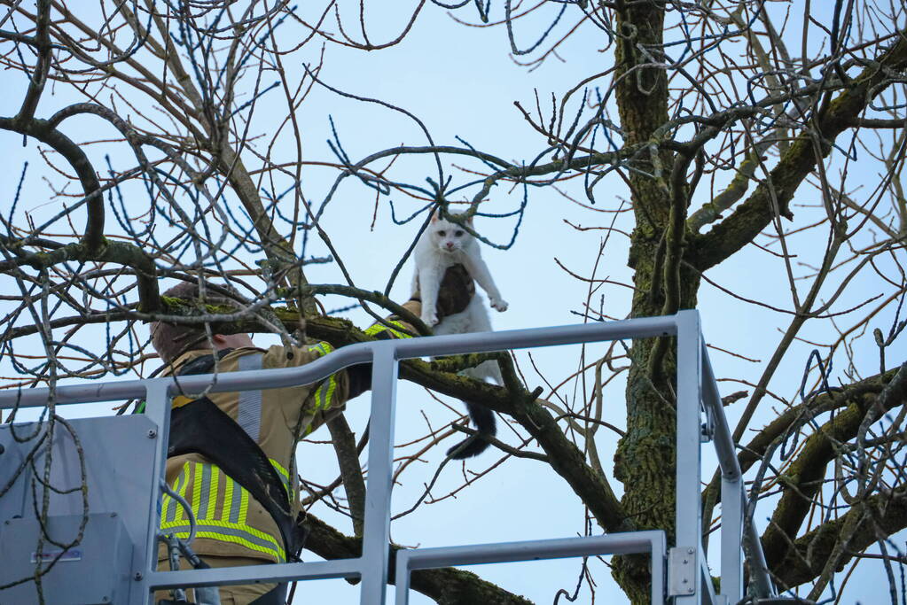 Brandweerman haalt kat uit boom