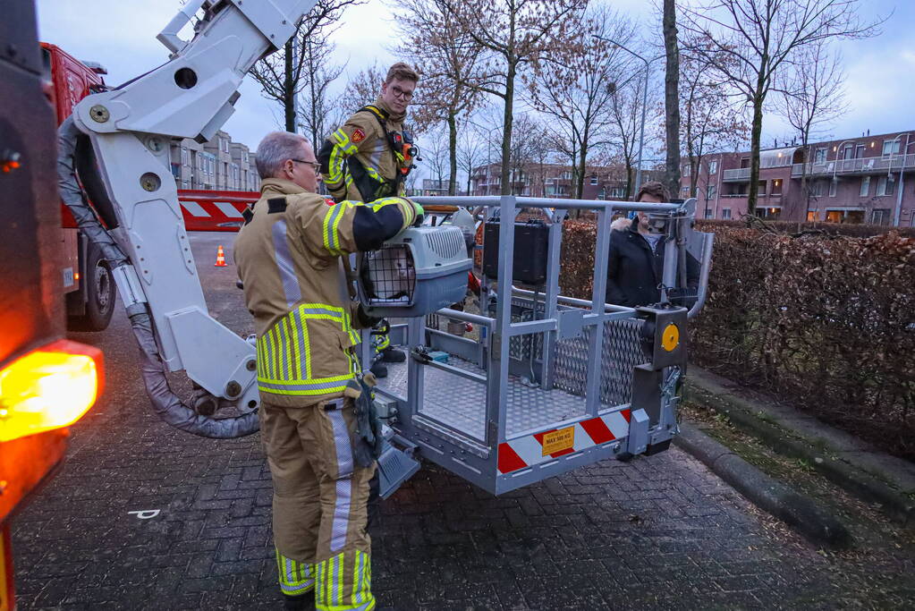 Brandweerman haalt kat uit boom