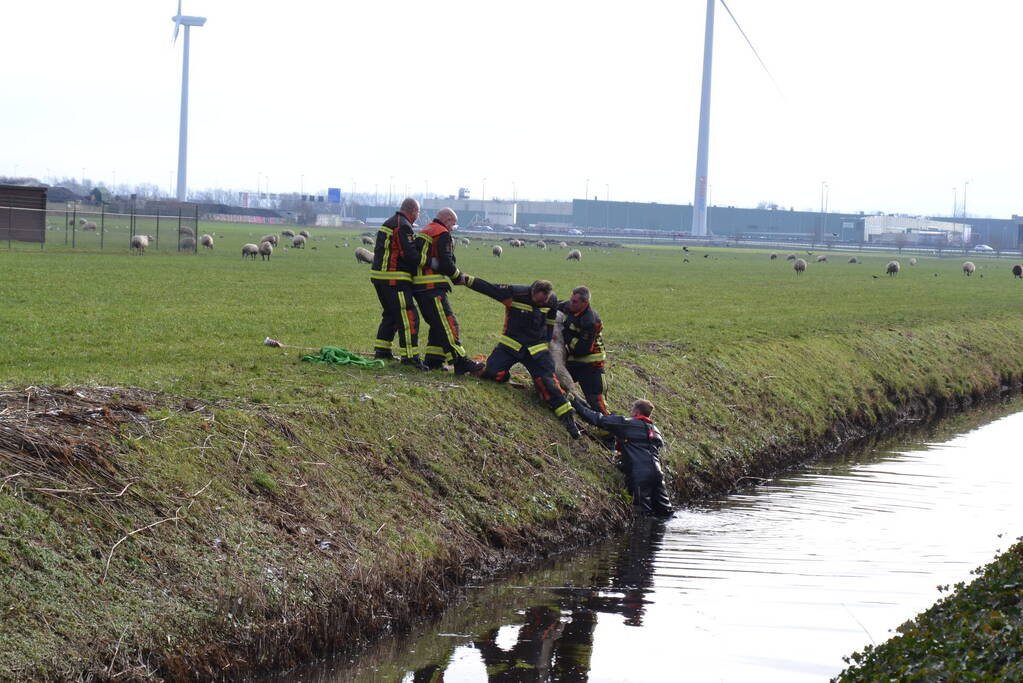 Brandweer redt schaap uit een sloot