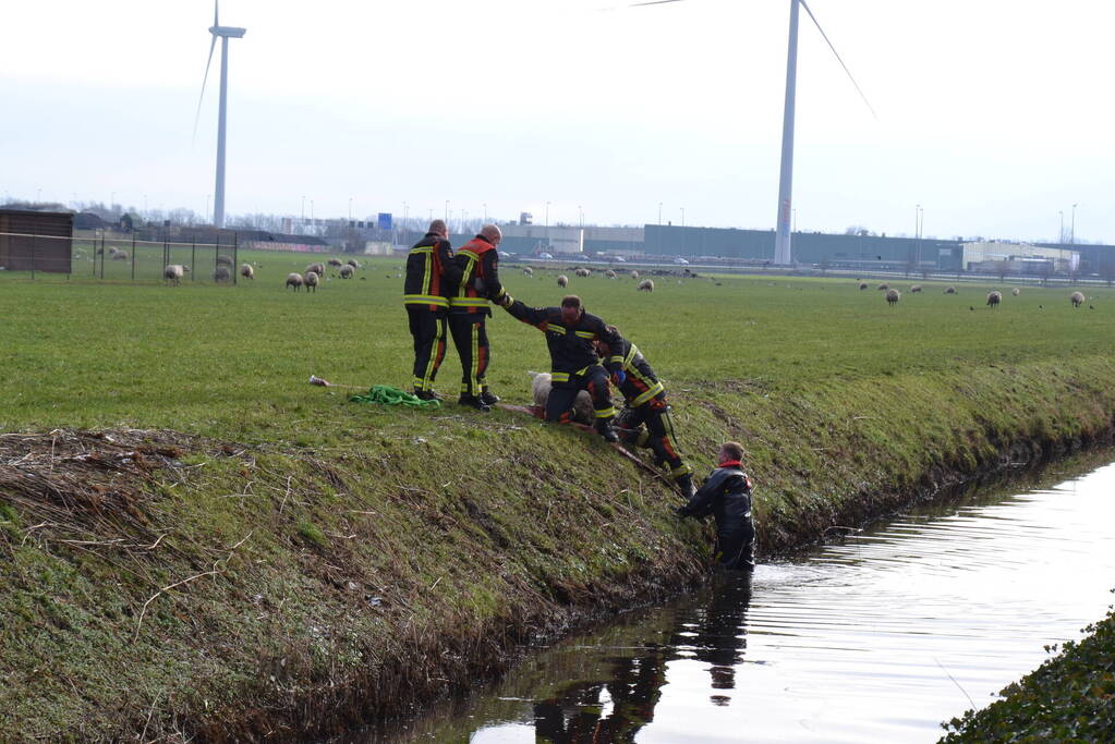 Brandweer redt schaap uit een sloot
