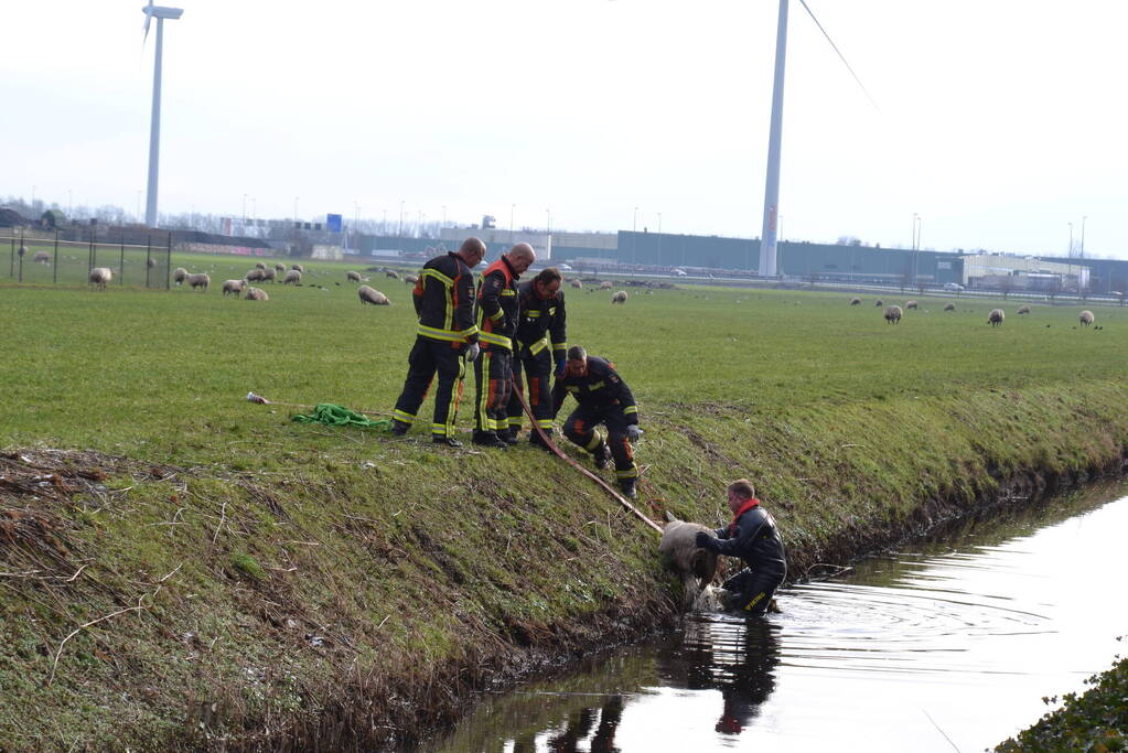 Brandweer redt schaap uit een sloot