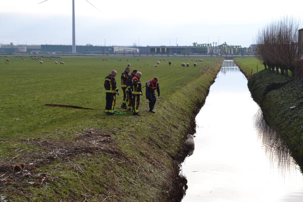 Brandweer redt schaap uit een sloot