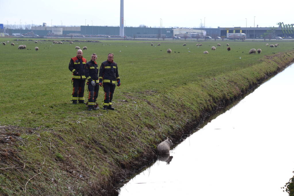 Brandweer redt schaap uit een sloot