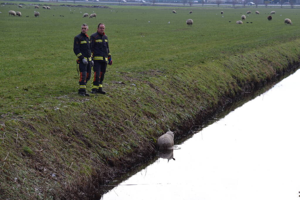 Brandweer redt schaap uit een sloot