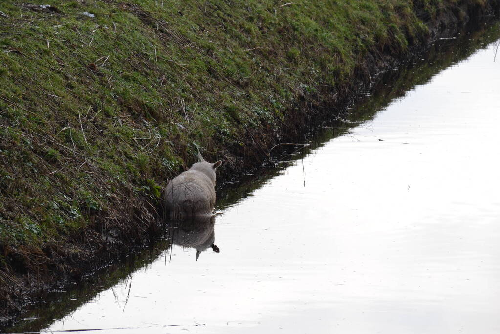 Brandweer redt schaap uit een sloot