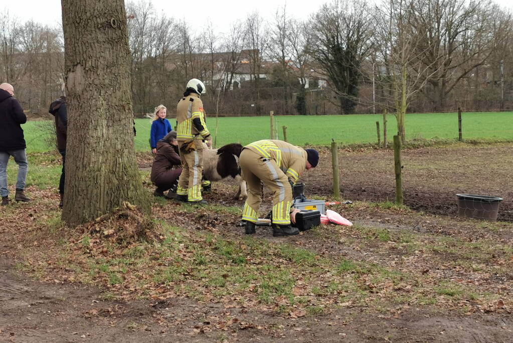 Vastzittende pony gered door brandweer