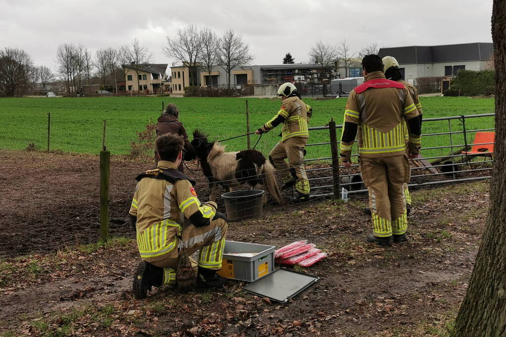 Vastzittende pony gered door brandweer
