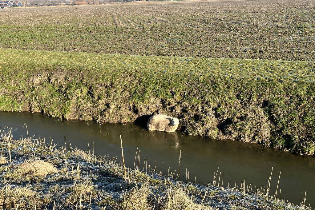 Brandweer haalt schaap uit het water