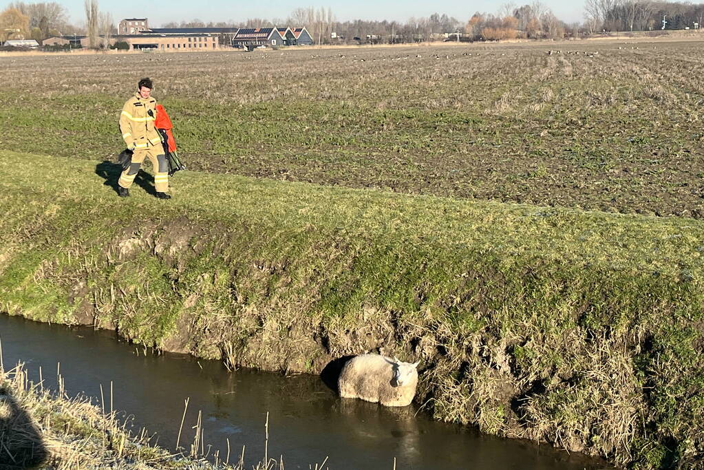 Brandweer haalt schaap uit het water