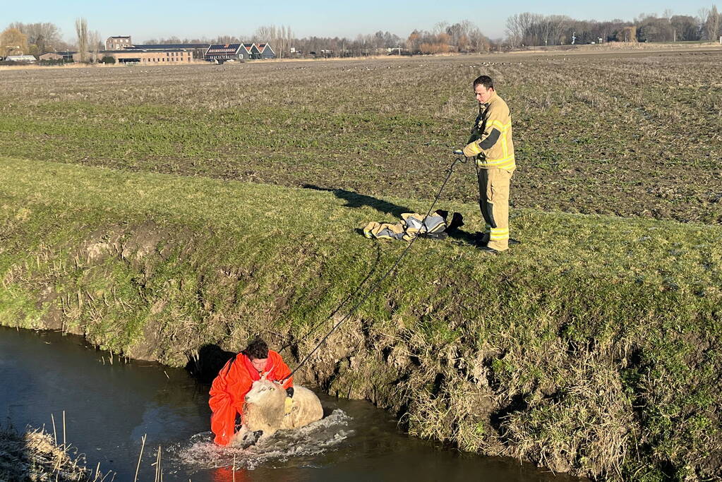 Brandweer haalt schaap uit het water