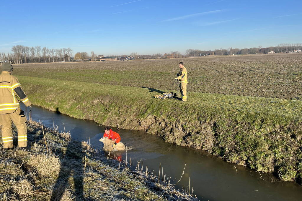 Brandweer haalt schaap uit het water