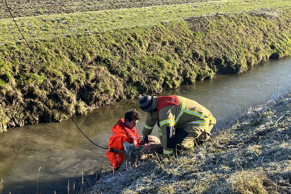 Brandweer haalt schaap uit het water