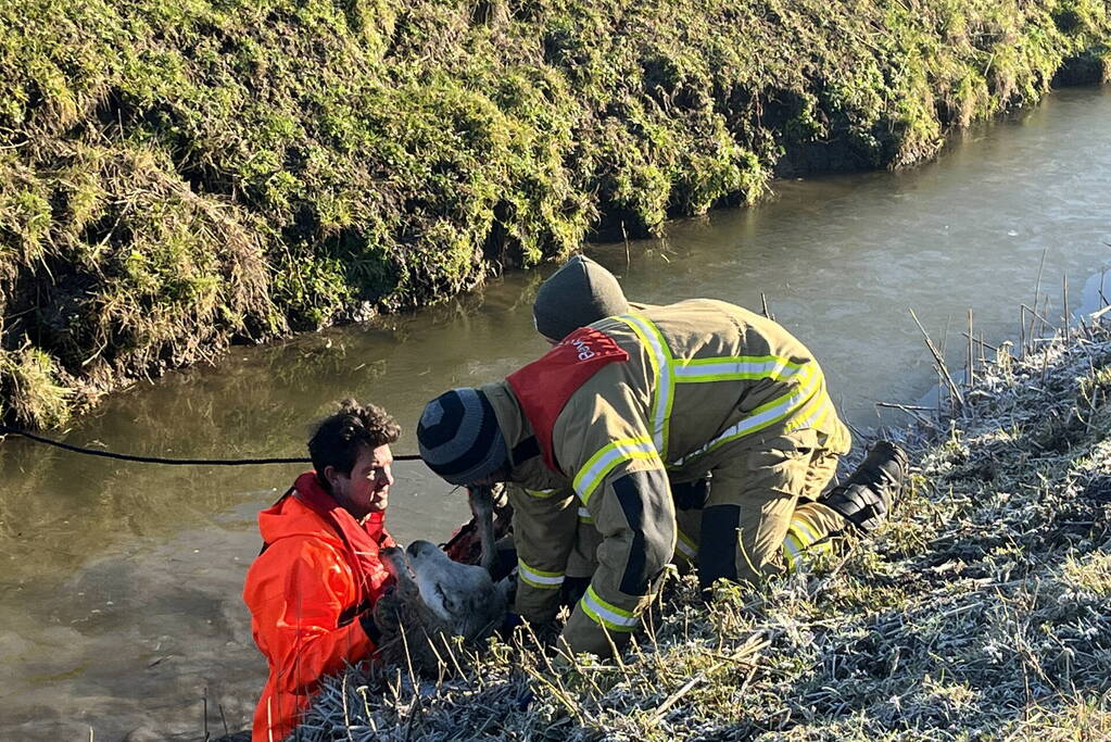 Brandweer haalt schaap uit het water