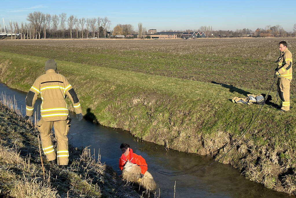 Brandweer haalt schaap uit het water