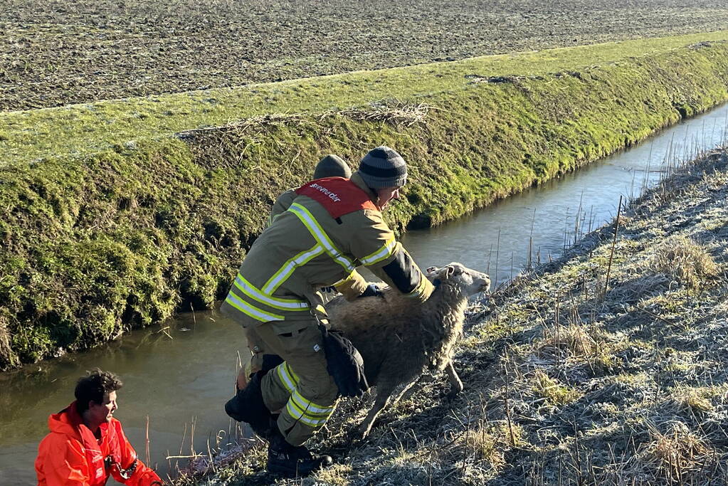 Brandweer haalt schaap uit het water