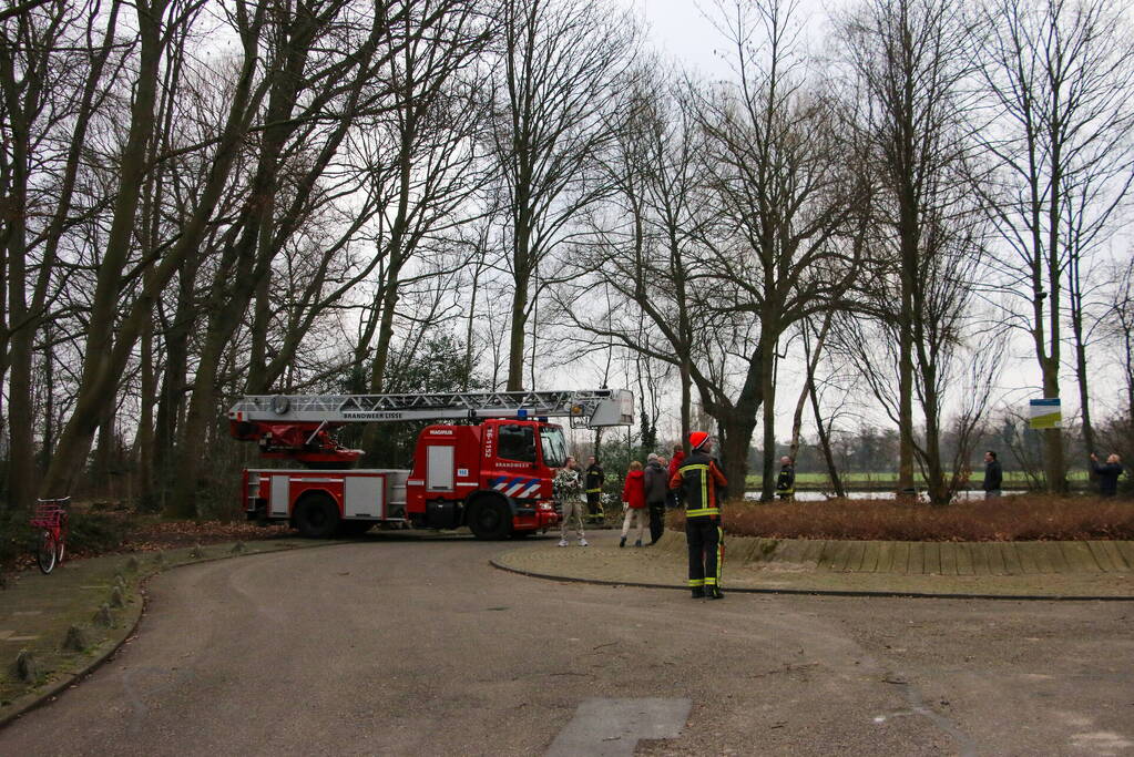 Poes zoekt het hogerop