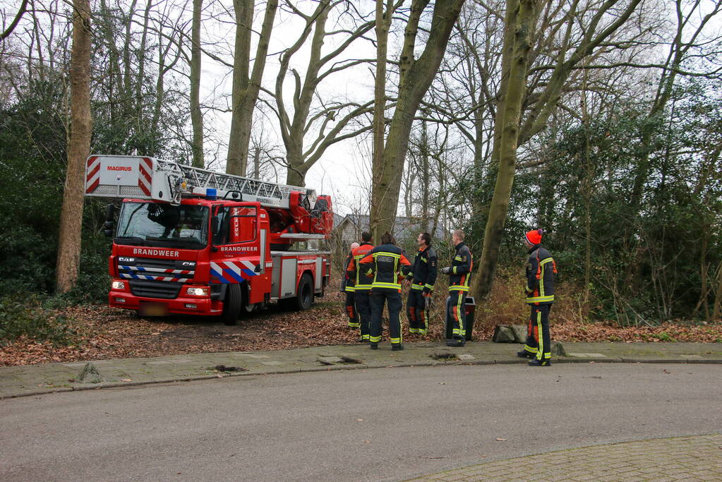 Poes zoekt het hogerop