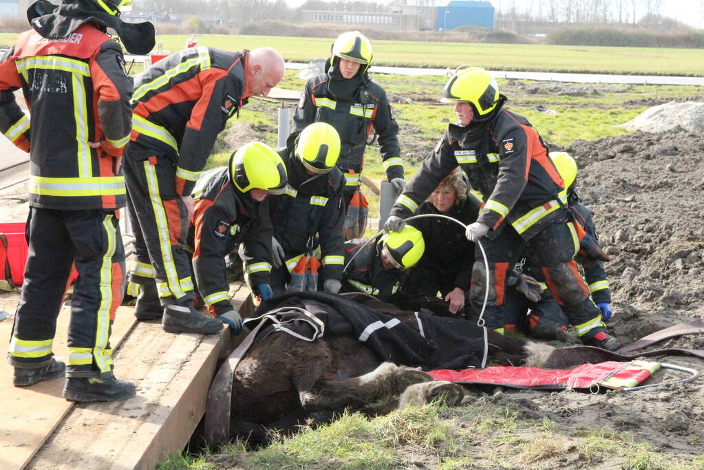 Paard valt in groot gat naast rijplaten
