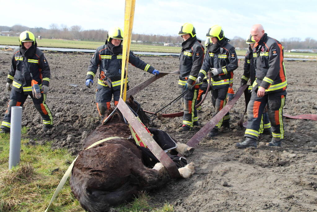 Paard valt in groot gat naast rijplaten