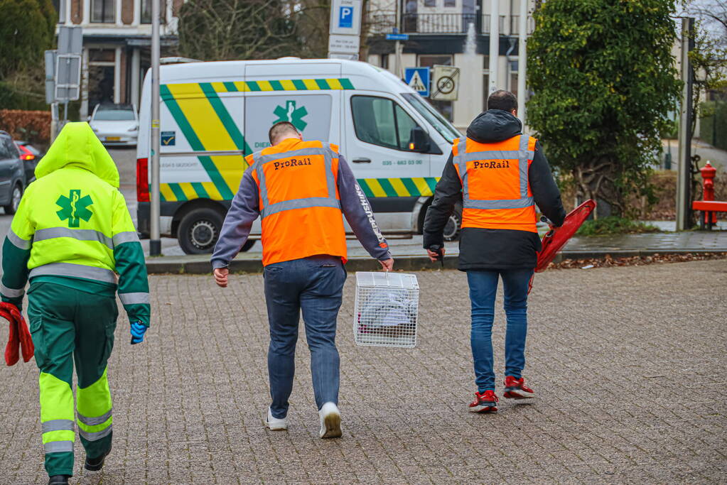 Vos aangereden door trein