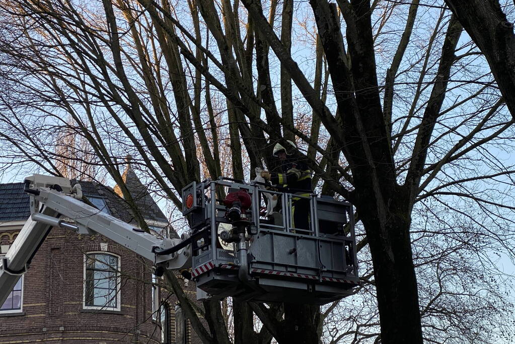 Brandweer redt kat uit boom