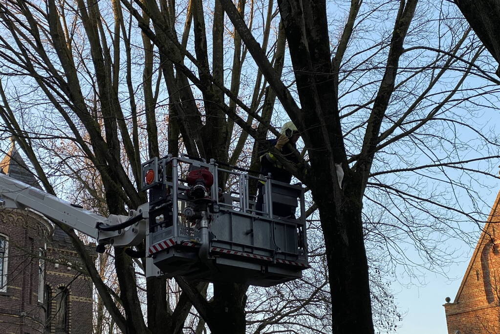 Brandweer redt kat uit boom