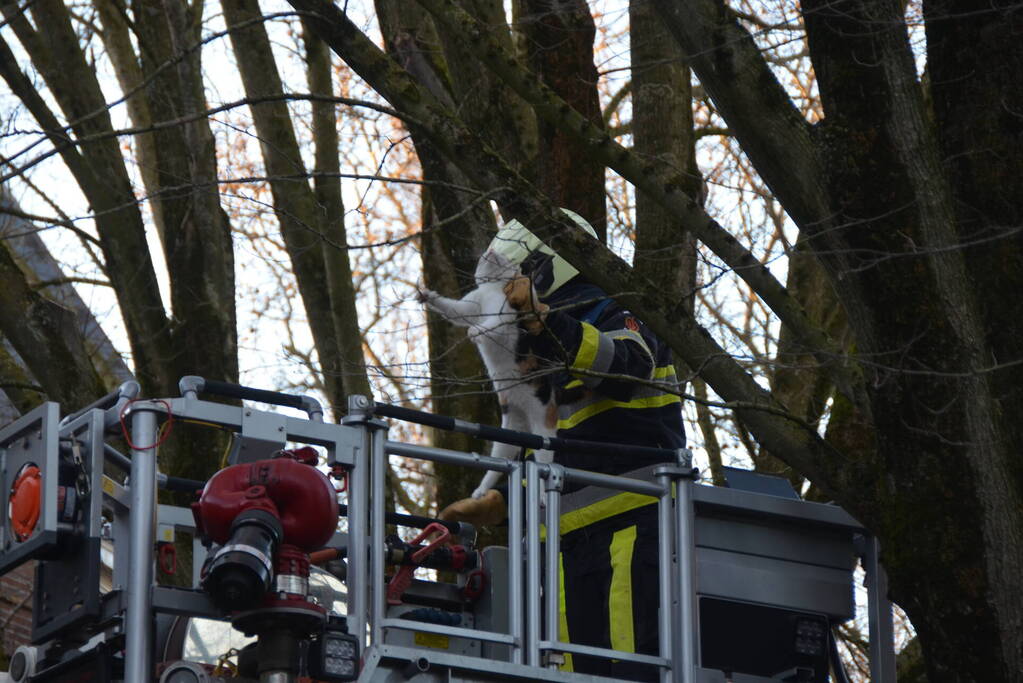 Brandweer redt kat uit boom