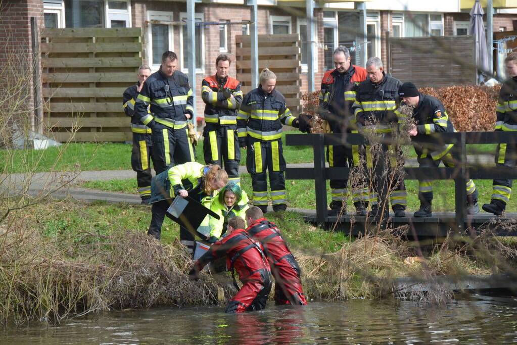 Meerkoet raakt verstrikt en wordt gered door brandweer
