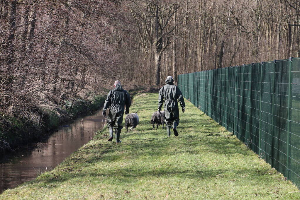 Brandweer redt vier schapen uit de sloot
