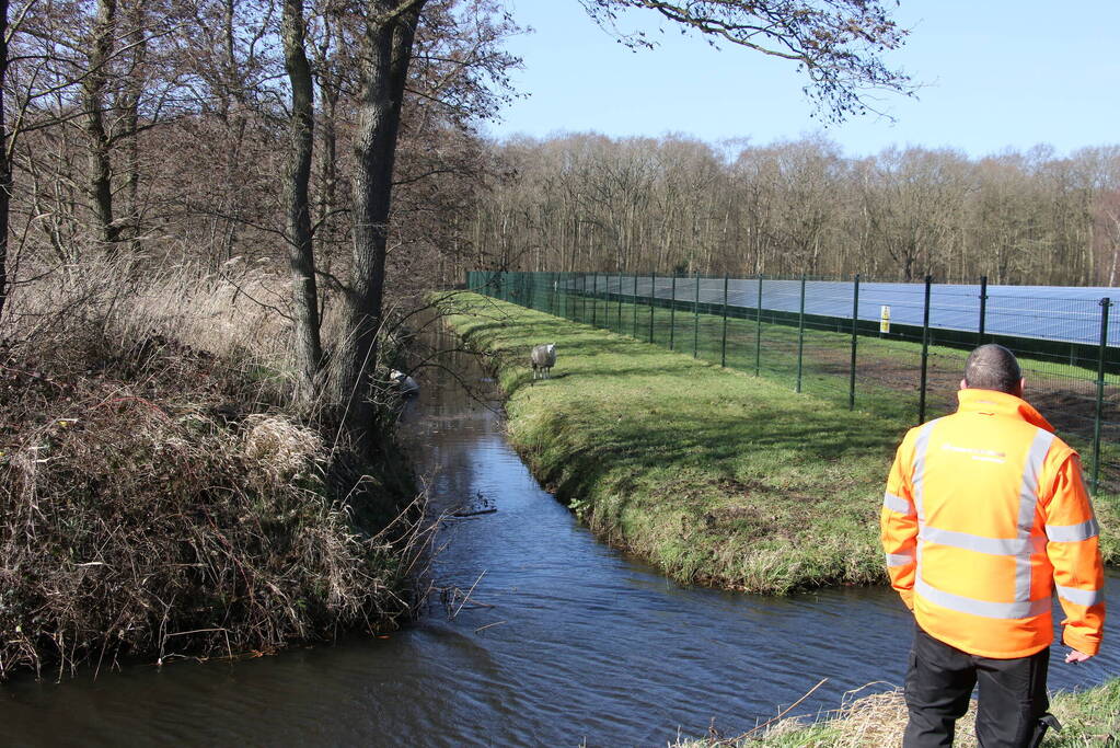 Brandweer redt vier schapen uit de sloot