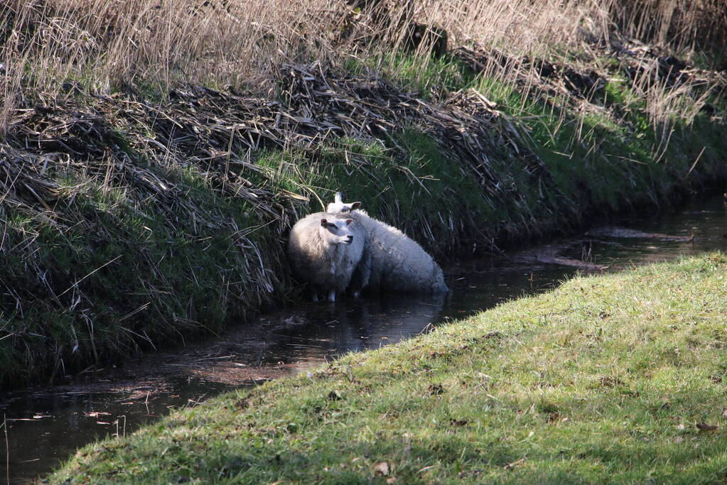 Brandweer redt vier schapen uit de sloot