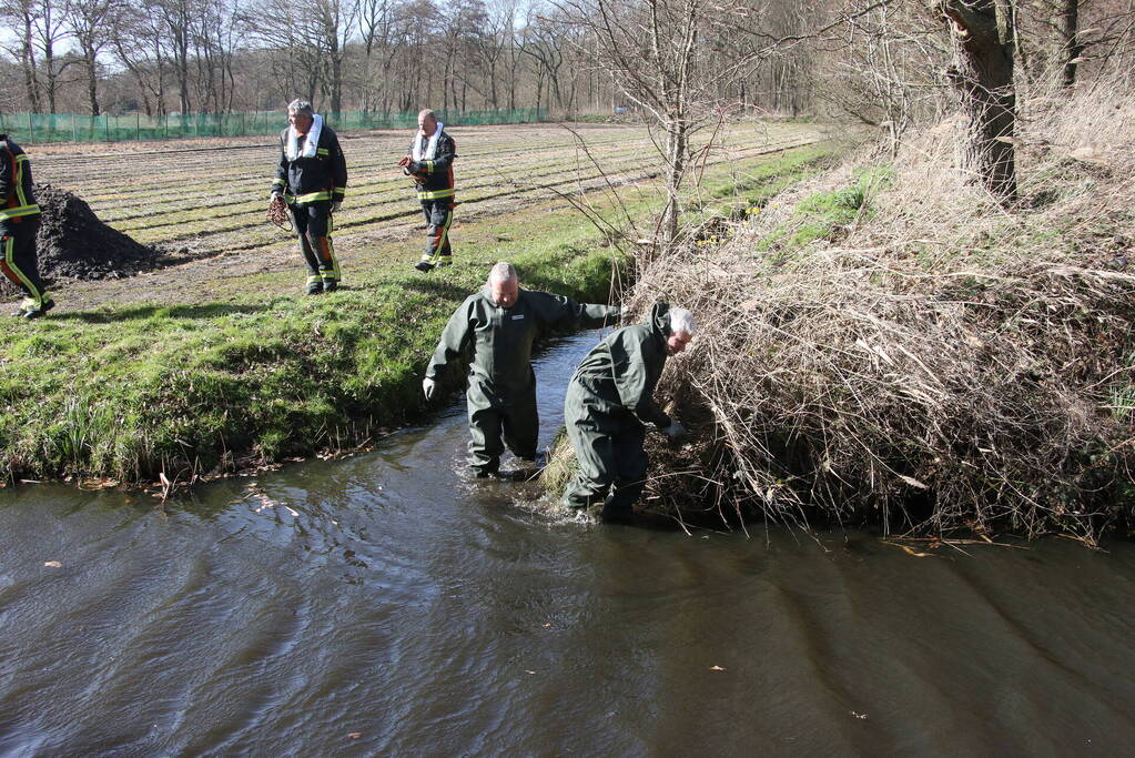 Brandweer redt vier schapen uit de sloot