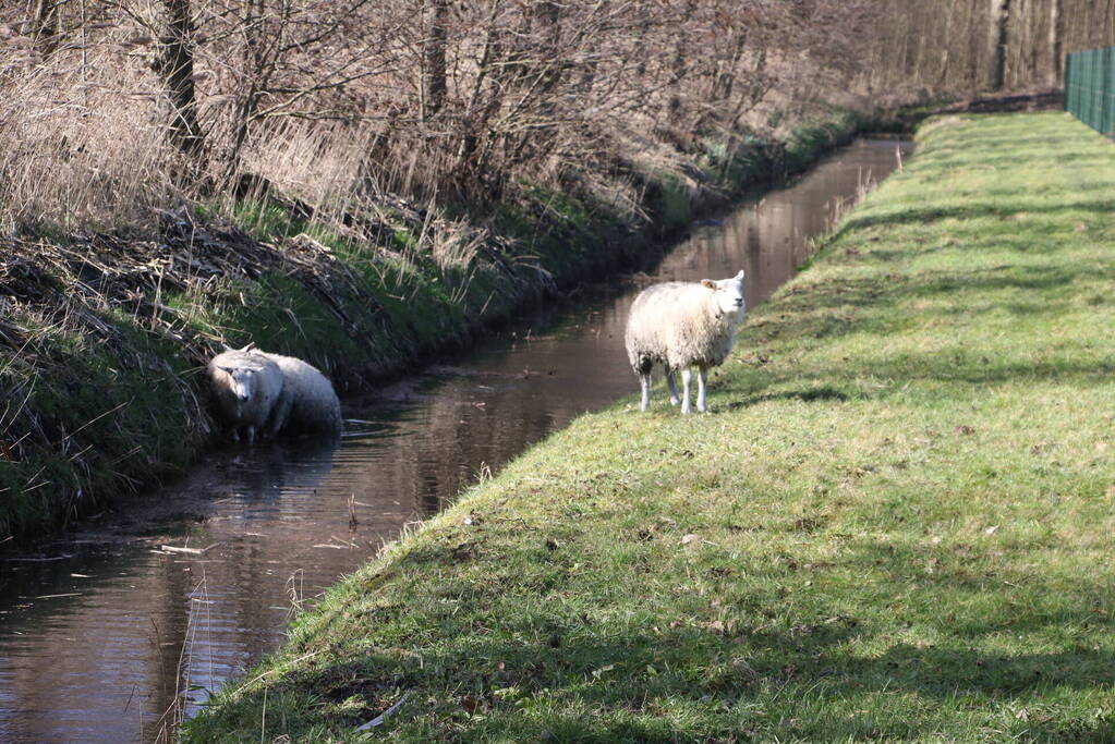 Brandweer redt vier schapen uit de sloot