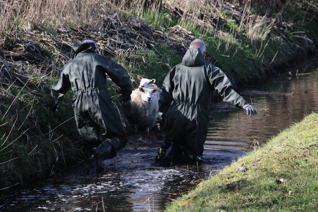 Brandweer redt vier schapen uit de sloot