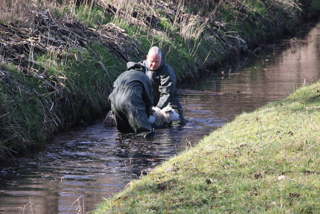 Brandweer redt vier schapen uit de sloot