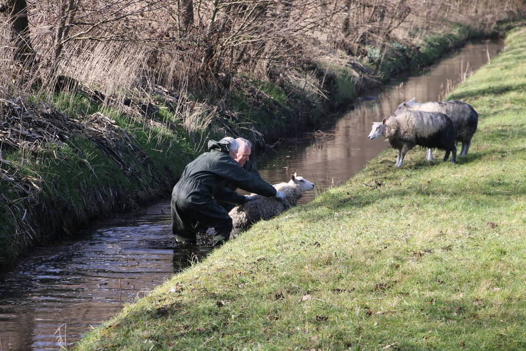 Brandweer redt vier schapen uit de sloot