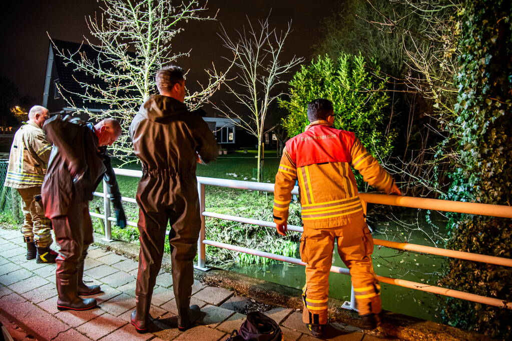 Meerdere schapen springen in sloot door ontsnapte honden, één schaap overleden