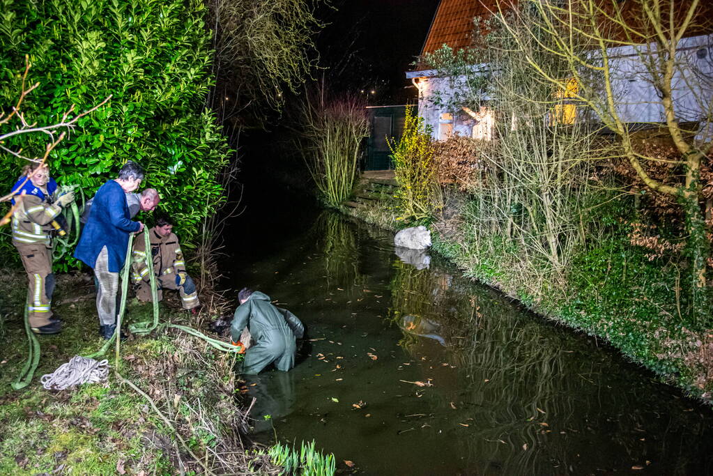 Meerdere schapen springen in sloot door ontsnapte honden, één schaap overleden