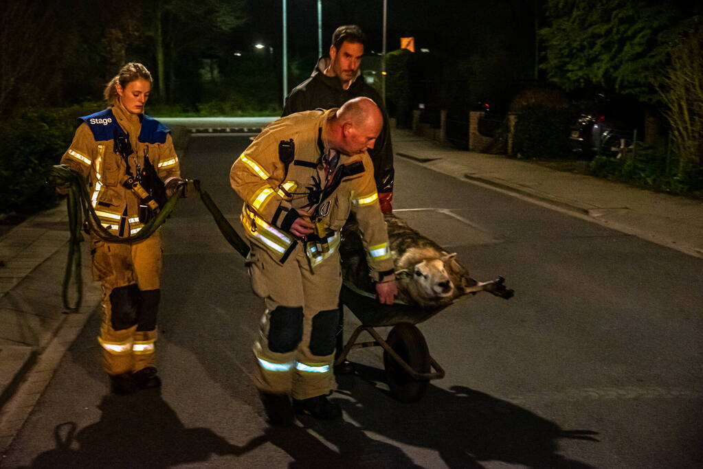Meerdere schapen springen in sloot door ontsnapte honden, één schaap overleden