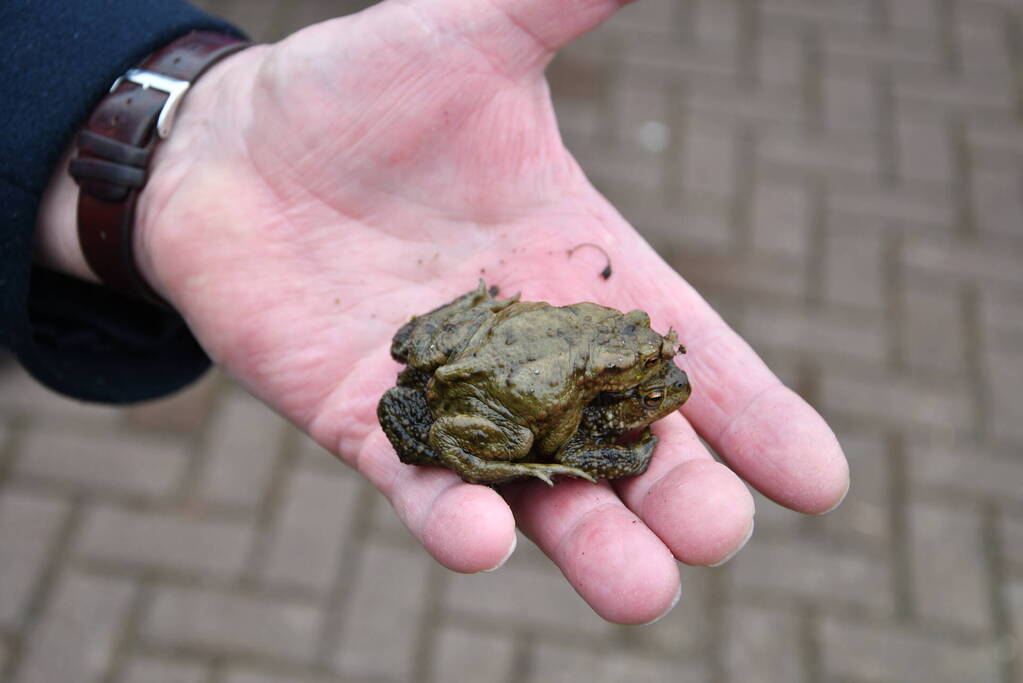 Brandweer redt twee padden uit rioolput