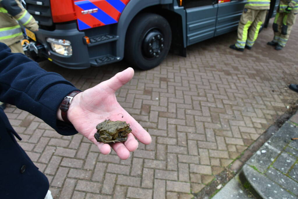 Brandweer redt twee padden uit rioolput