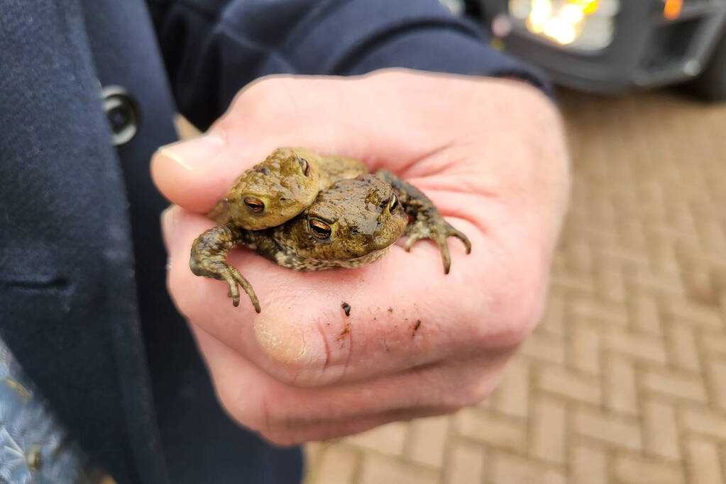 Brandweer redt twee padden uit rioolput