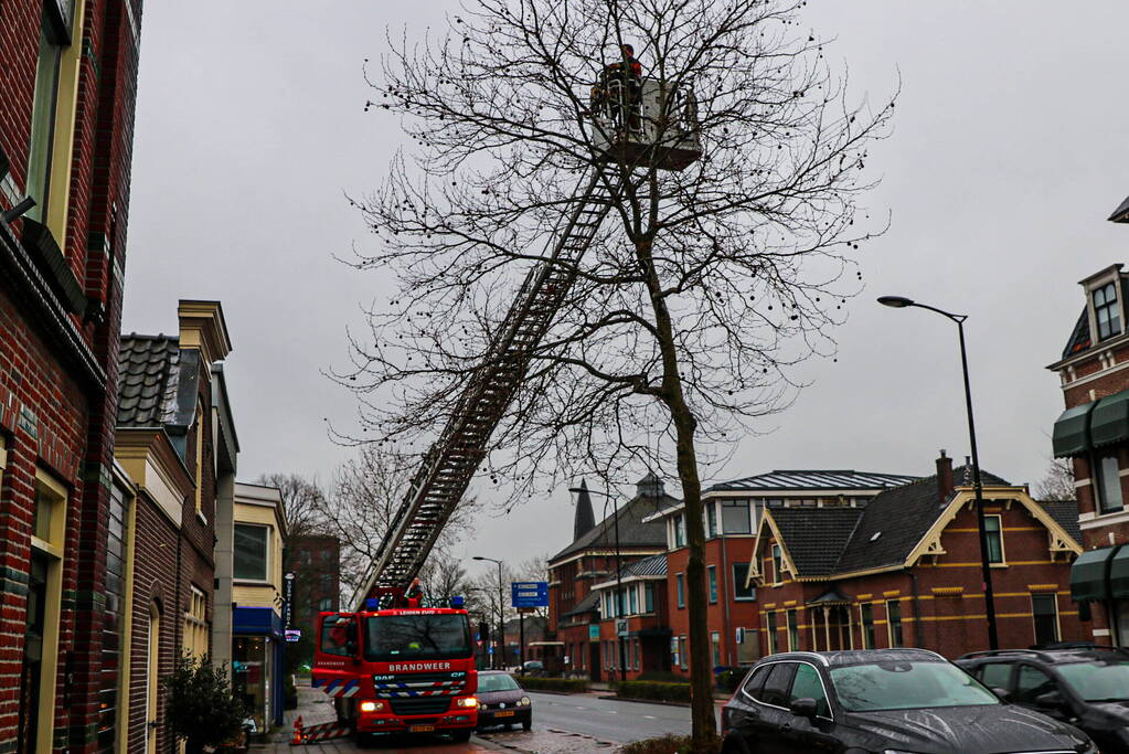 Grote zak vast in boom